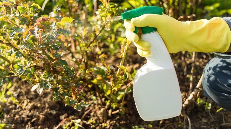 Person spraying liquid on plants