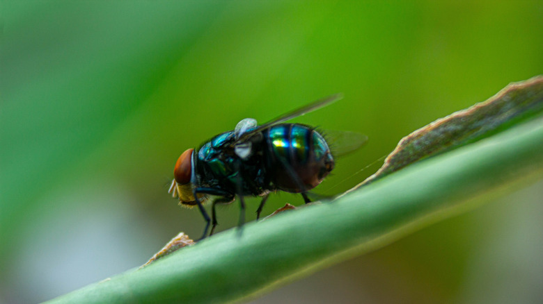 closeup of a fly standing on a plant stem