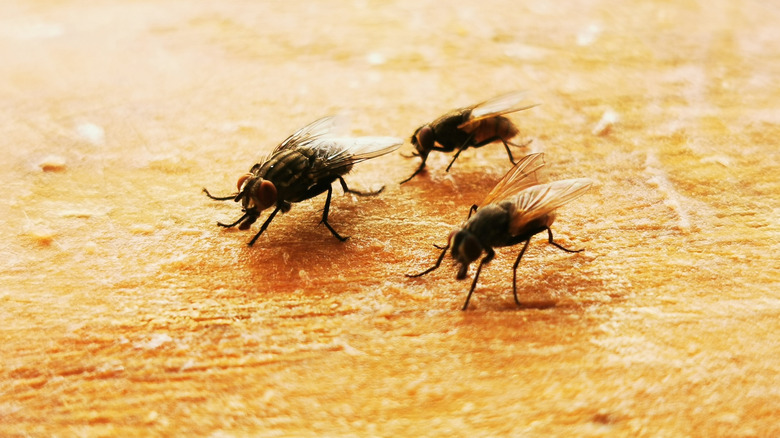 Flies crawl on a kitchen surface
