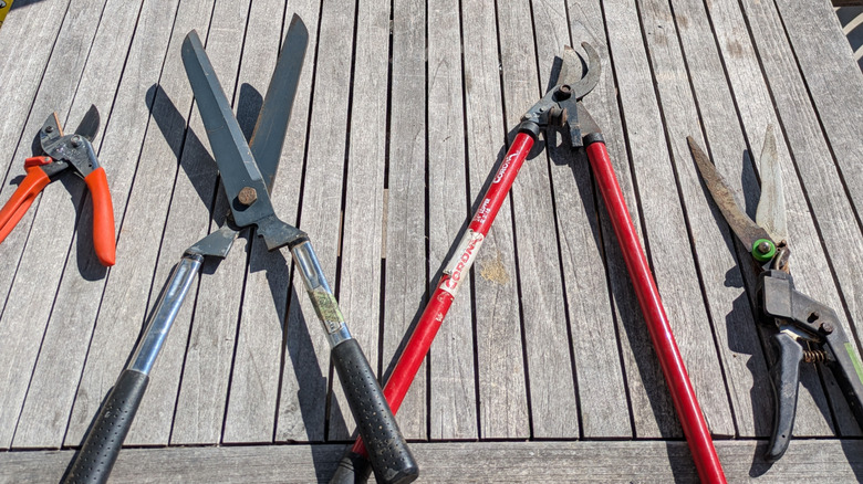 Four sets of garden clippers are noticeably less rusty after a lemon juice and salt treatment.