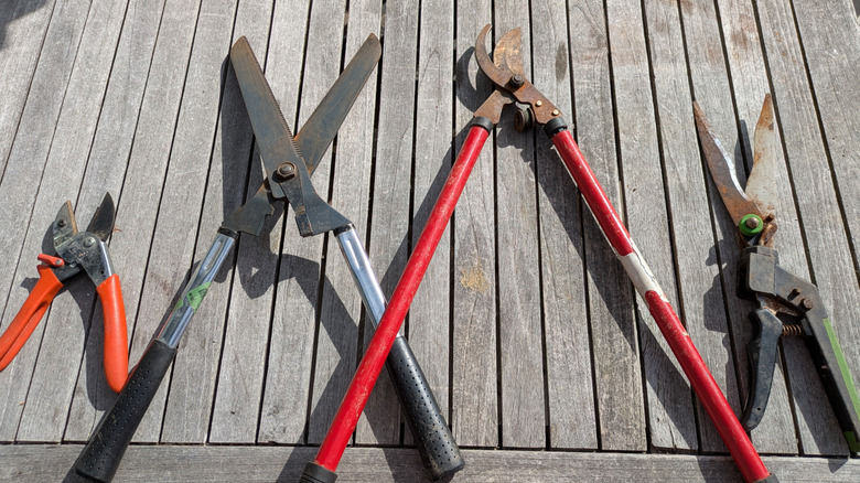 Four pairs of garden clippers in various states of rustiness rest on a wood table.