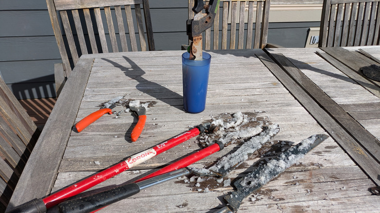 Rusty garden tools are coated in a lemon juice and salt paste or soaking in straight lemon juice for rust removal.