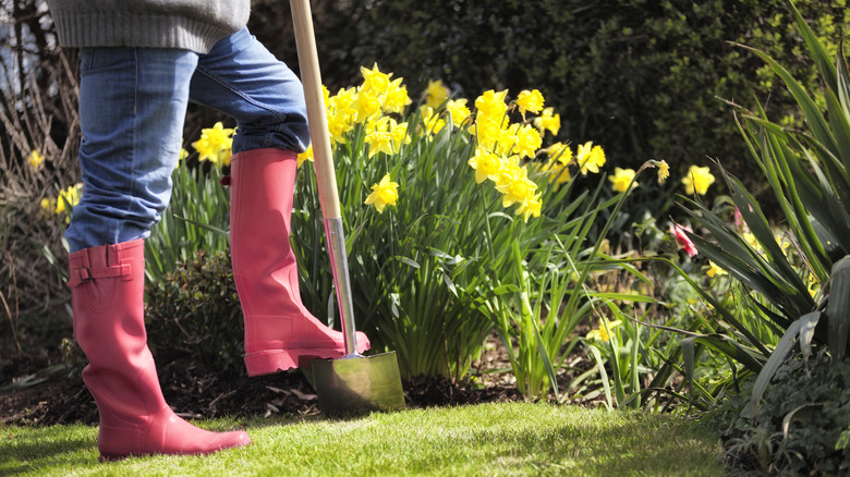 daffodils in garden