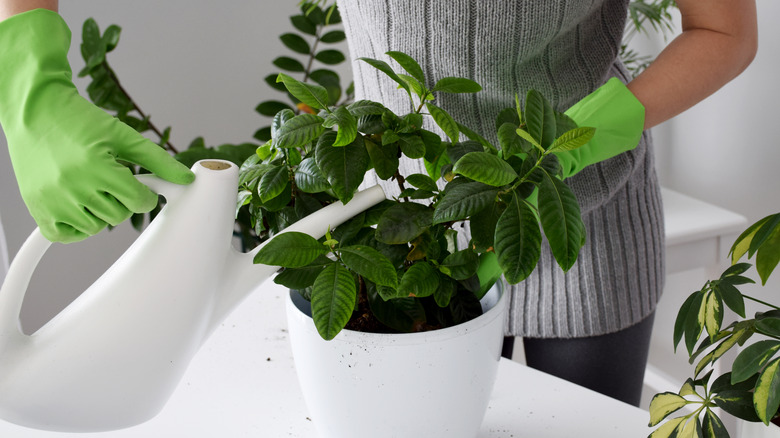 man watering plant