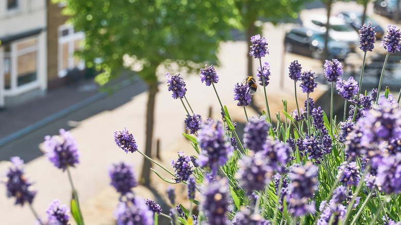 Bee on lavender in city