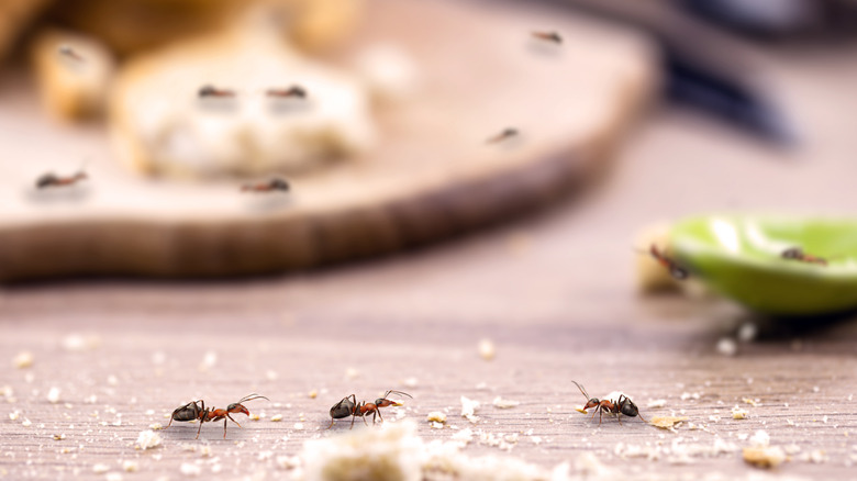 Ants crawling on food particles