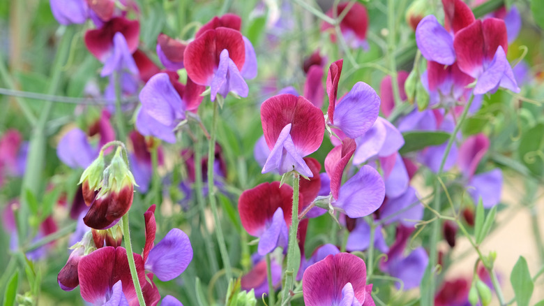Red and purple sweet peas in bloom