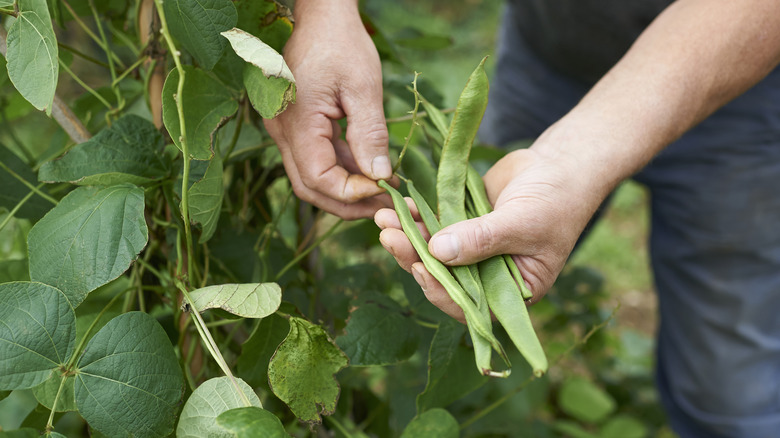 A person picking runner beans from a plant