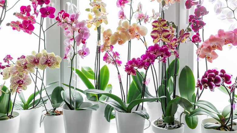 many potted phalaenopsis orchids
