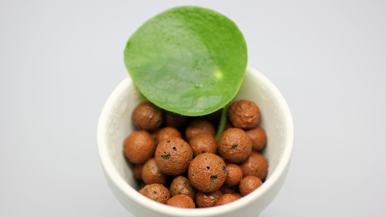 Pilea leaf propagates in a pot of LECA
