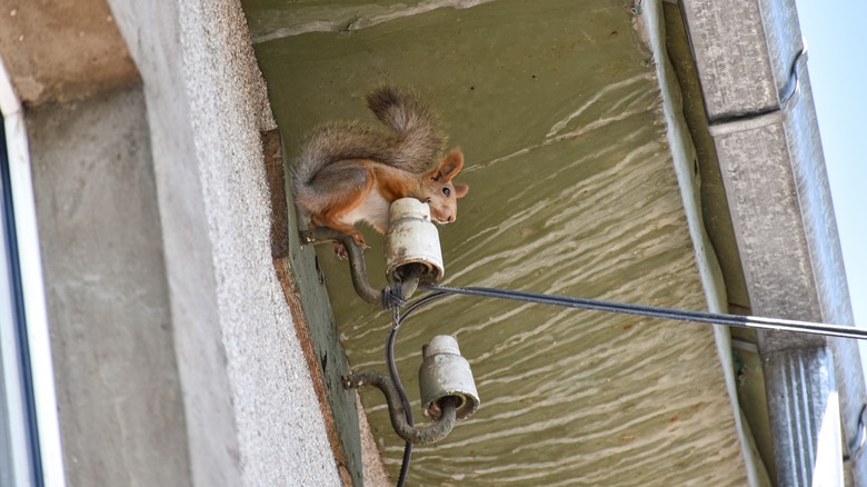 Squirrel on power line connection into home