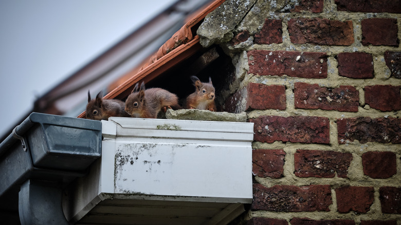 Squirrels on roof gutter of brick house