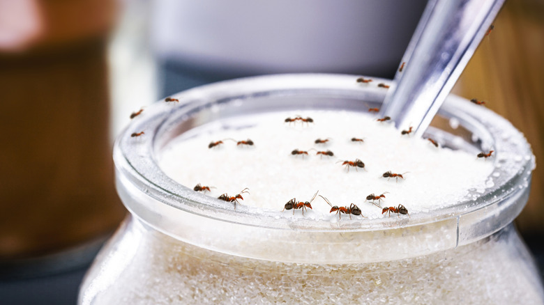 Red ants eating sugar inside an open jar.