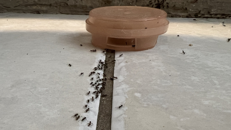 Ants on a tiled floor forming a trail towards a bait trap during an ant infestation in a domestic home.