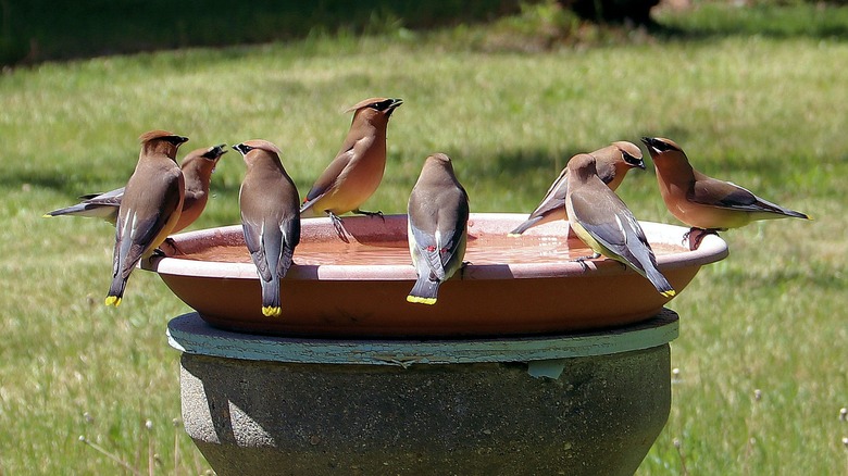 Flock of birds at birdfeeder