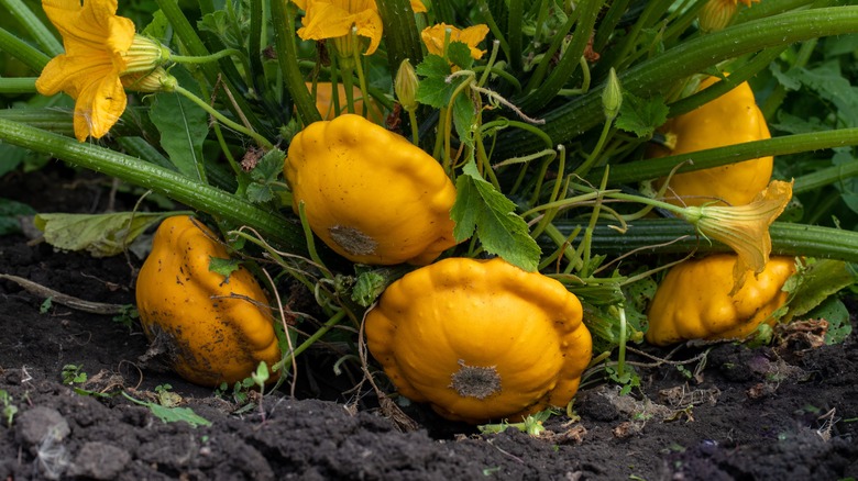 scallop squash plant