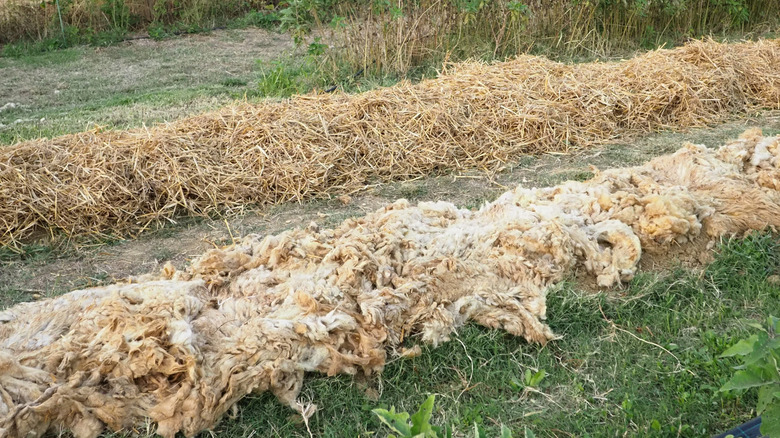 Sheep's wool used as mulch for vegetable crops