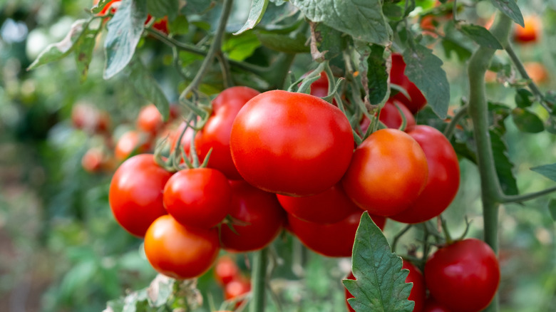 Close-up photograph of tomatoes growing on a vine