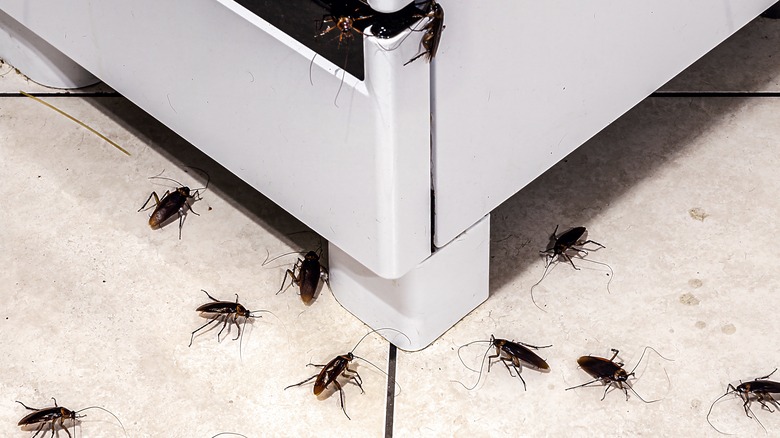 cockroaches in the kitchen