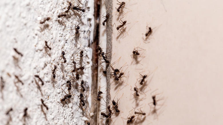 ants going into house's wall
