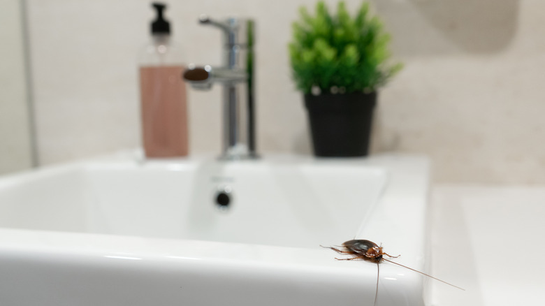 A cockroach sits on a white bathroom sink