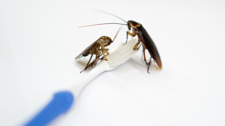 Two cockroaches crawl on a blue toothbrush