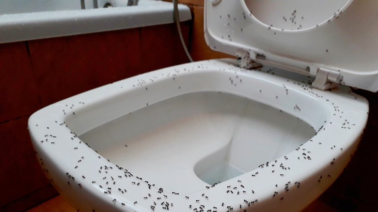 Hundreds of ants are crawling on a toilet basin