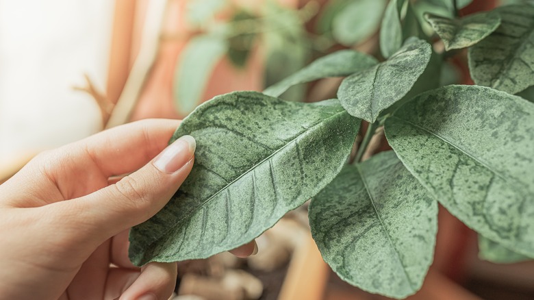 Gardener inspects mite damage on leaf