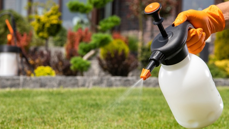 Gardener sprays pesticide on grass