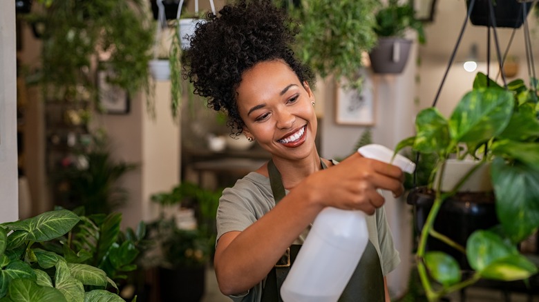 Woman sprays hanging pothos plant