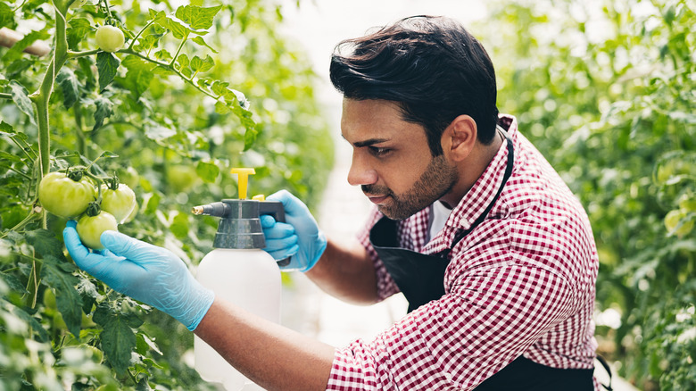 Man sprays tomato plant 