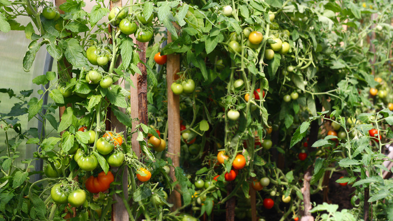 Tall, healthy tomato plants growing in a greeenhouse