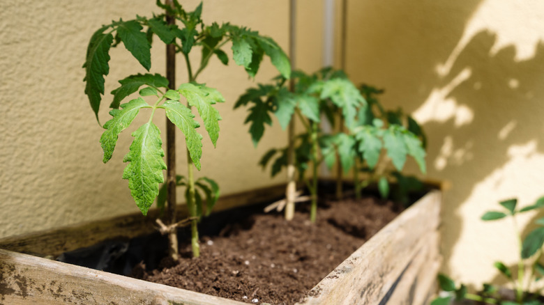 Baby tomato plants in a container garden