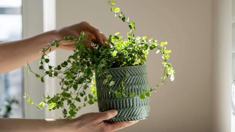 hands holding plant receiving sunlight indoors