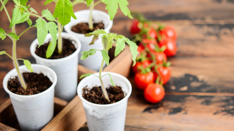 Plant seedlings in cups