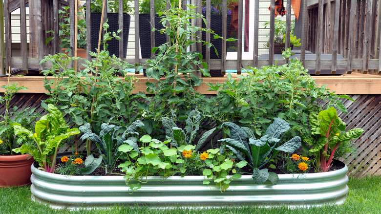 Vegetables and flowers grow together inside a galvanized metal raised bed.
