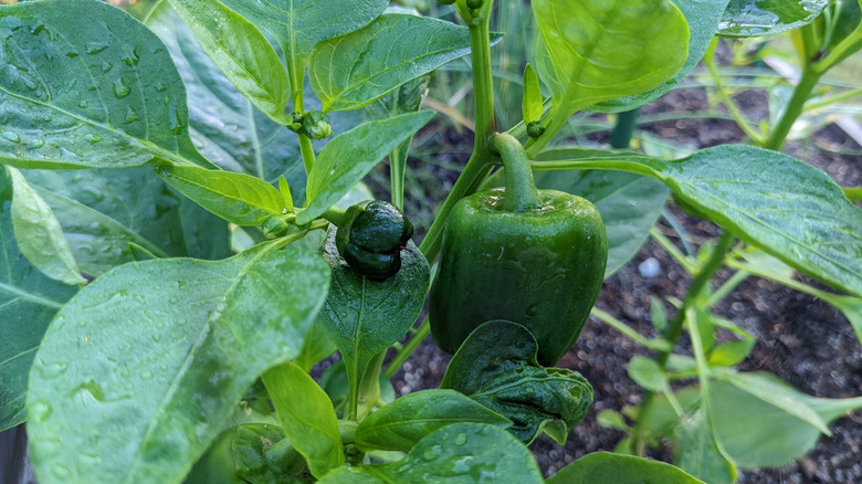 Green peppers growing in backyard garden