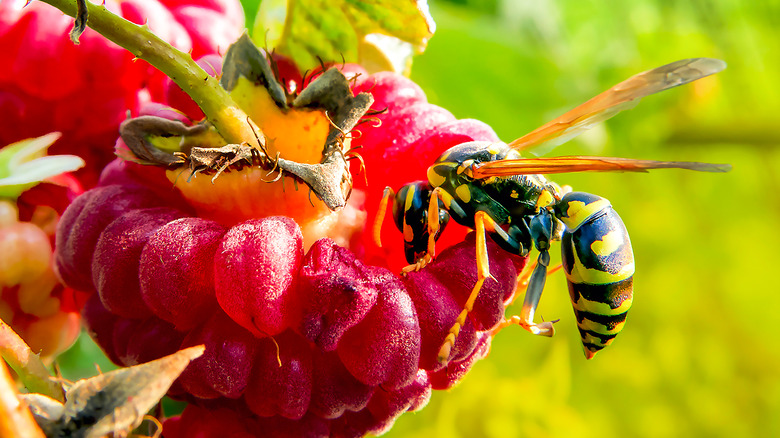 Wasp eating raspberry