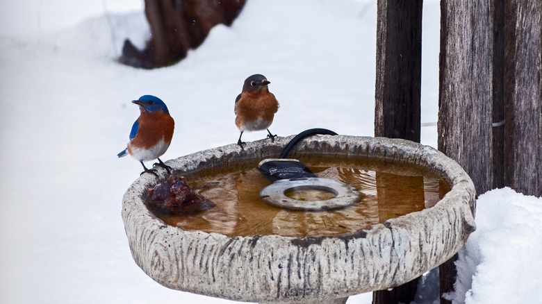 Bluebirds having a drink from a birdbath in the winter