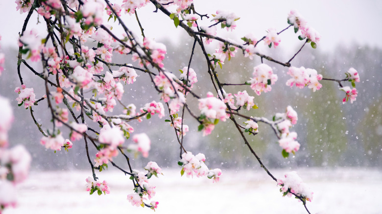 snow falling on apple tree blossoms