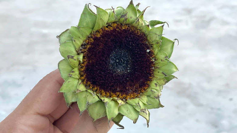 Close-up of hand holding a sunflower without yellow petals