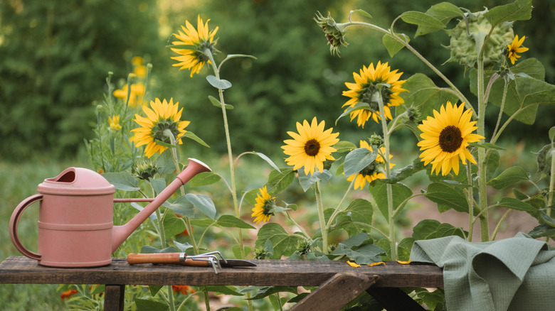 Sunflowers in garden with gardening table and tools in front