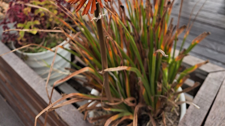 Close-up of red hot poker plant with yellowing leaves