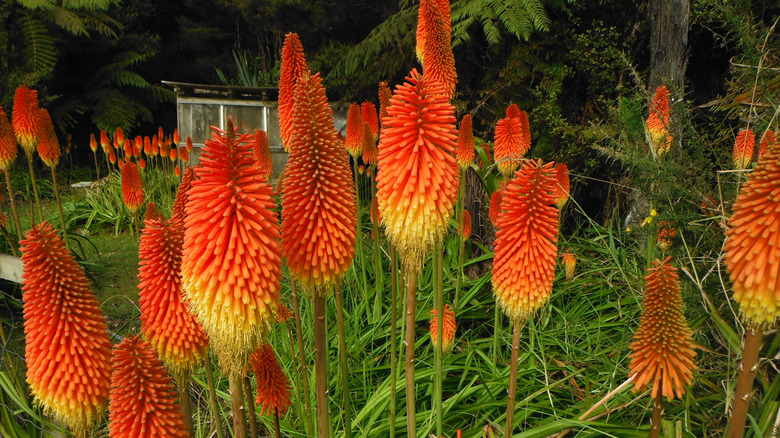 Healthy red hot poker plants in bloom