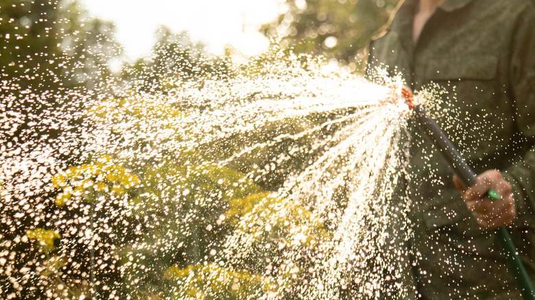 Person holding a hose for garden irrigation