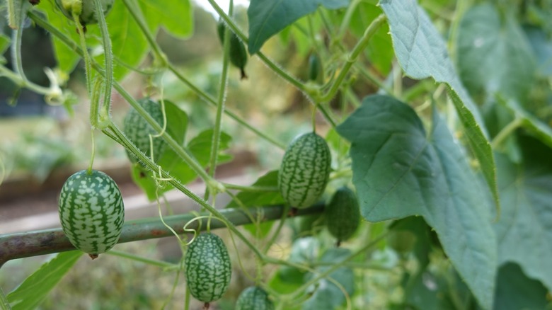 Cucamelons, also known as Mexican sour gherkins, growing on trellised vines
