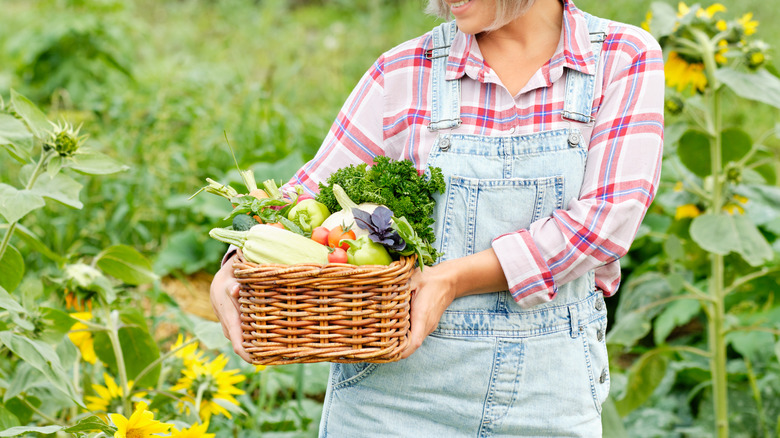 Gardener holding a basket full of harvested produce in the garden