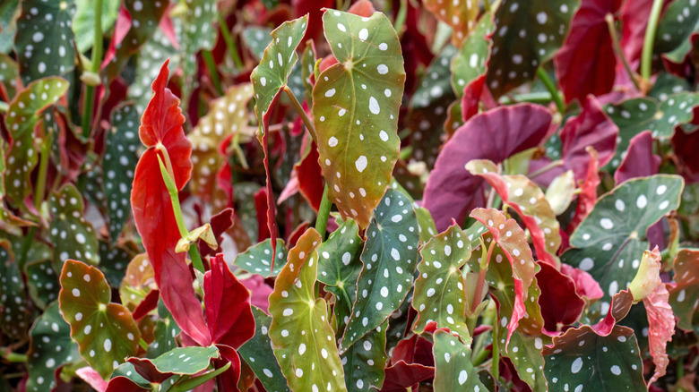 Begonia maculata plant in garden