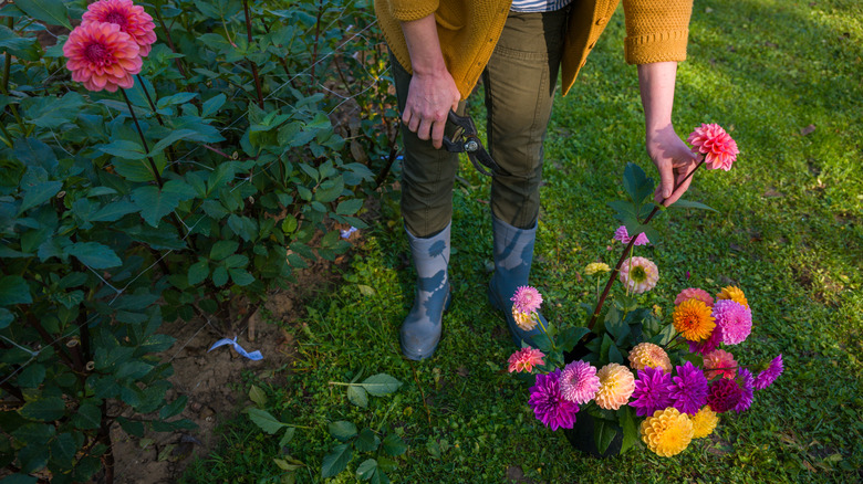 gardener harvesting dahlia blooms