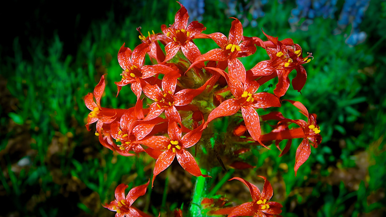 Red flowers on scarlet gilia